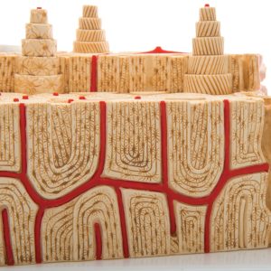 MicroAnatomie Botstructuur, 80x vergroot