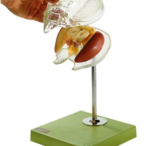 Brein Model Bij Transparant Hoofd