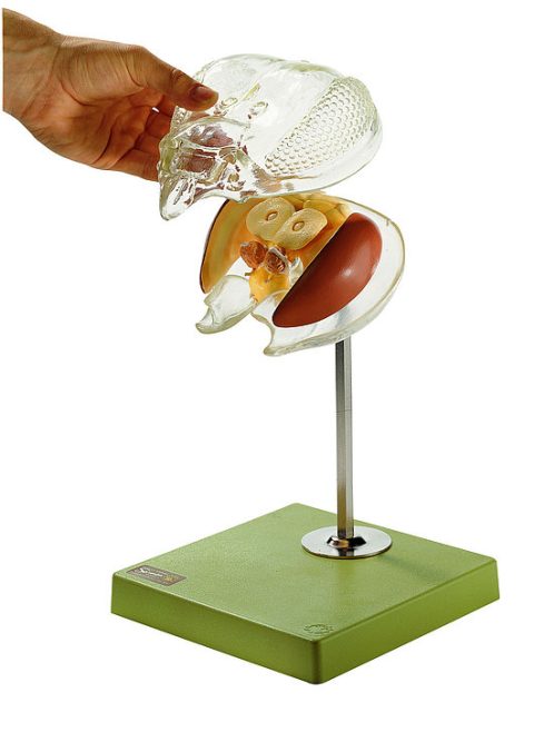 Brein Model Bij Transparant Hoofd
