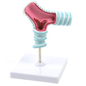 Bronchiën Model