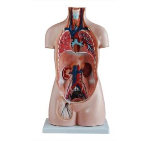 Budget Geslachtsloze Torso 85 cm, 20-delig