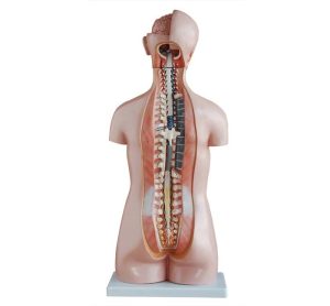 Budget Geslachtsloze Torso 85 cm, 20-delig