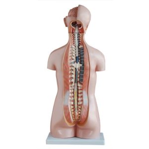 Budget Geslachtsloze Torso 85 cm, 20-delig