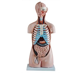 Budget Geslachtsloze Torso 85 cm, 20-delig