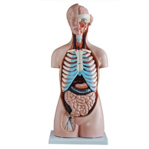 Budget Geslachtsloze Torso 85 cm, 20-delig
