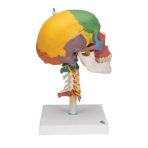 Didactische schedel op cervicale wervelkolom