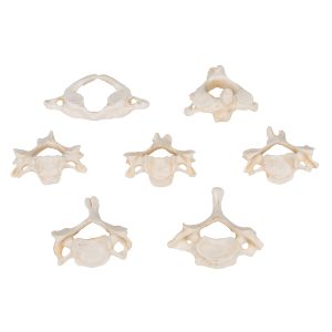 Set van 7 losse cervicale wervels, BONElike