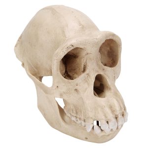 Chimpansee Schedel Replica (Vrouw)