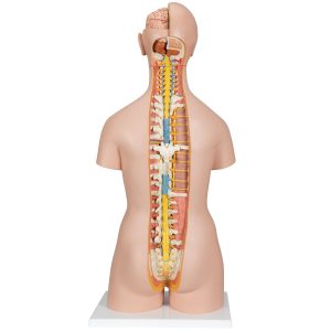Classic torso met opengewerkte rug, 18-delig