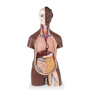 Classic unisex torso, 12-delig rompmodel
