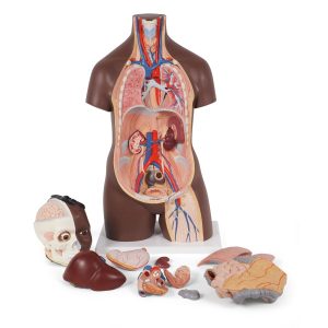 Classic unisex torso, 12-delig rompmodel