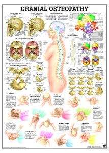 Cranio-sacrale Osteopathie Poster