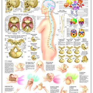 Cranio-sacrale Osteopathie Poster