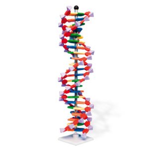 DNA Model Dubbele Helix (22-delig)