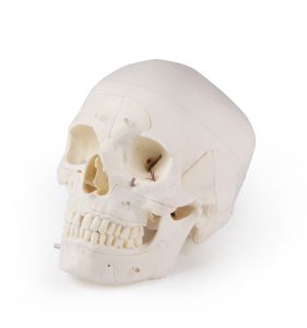 Anatomie Model Schedel Deluxe, 14-delig