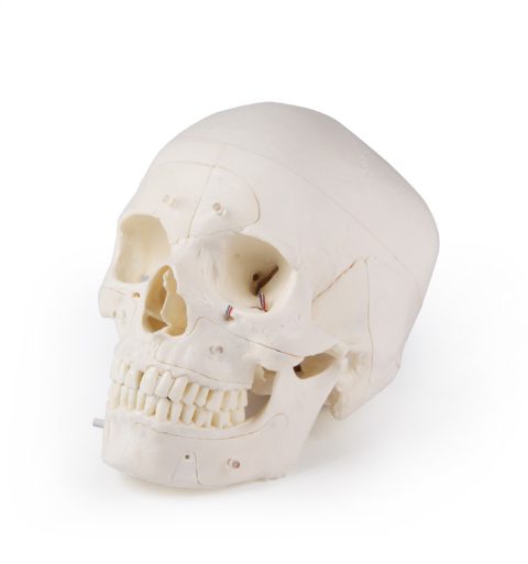 Anatomie Model Schedel Deluxe, 14-delig