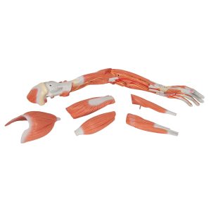 Arm, spiermodel, 6 delig