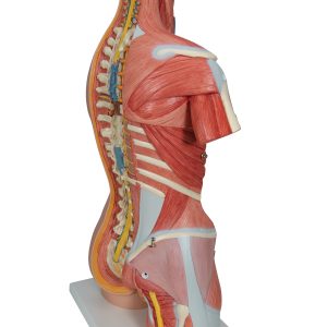 Deluxe spieren torso, 31-delig rompmodel