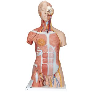 Deluxe spieren torso, 31-delig rompmodel