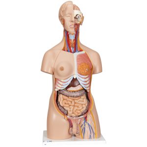 Deluxe man/vrouw torso, 24 delig rompmodel