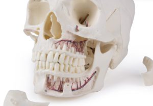 Anatomie Model Schedel Deluxe, 14-delig