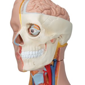 Deluxe man/vrouw torso, 20 delig rompmodel