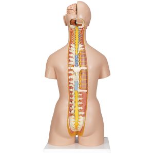 Deluxe man/vrouw torso met open gewerkte rug