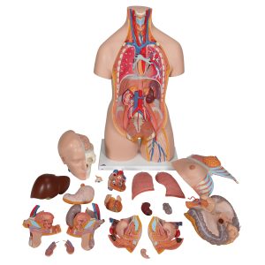 Deluxe man/vrouw torso, 20 delig rompmodel