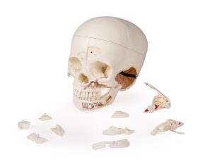 Anatomie Model Schedel Kind Deluxe, 14-delig