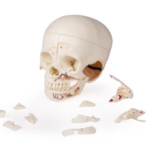 Anatomie Model Schedel Kind Deluxe, 14-delig