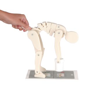 Demonstratie Figuur Correct en Verkeerd Tillen
