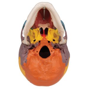 Didactische schedel op cervicale wervelkolom