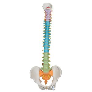 Didactische Flexibele Wervelkolom