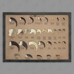 Dieren Klauwen Set (31 stuks)
