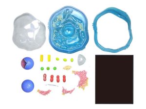 4D Science Dierencel Model