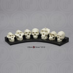 Primaten Schedel Set, Schaal 1:2