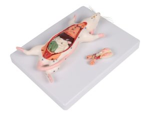 Rat Dissectie Model