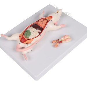 Rat Dissectie Model
