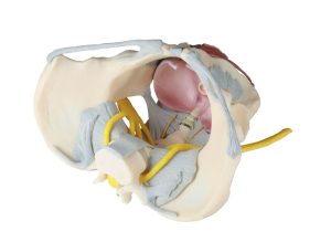 Vrouwelijk Bekken met ligamenten, zenuwen & bodemspieren
