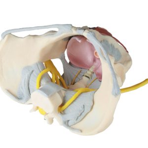 Vrouwelijk Bekken met ligamenten, zenuwen & bodemspieren