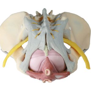 Vrouwelijk Bekken met ligamenten, zenuwen & bodemspieren