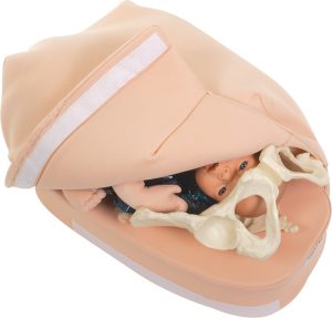 Buik Palpatie Model