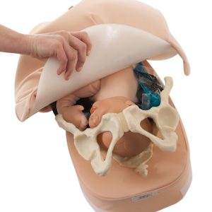 Buik Palpatie Model