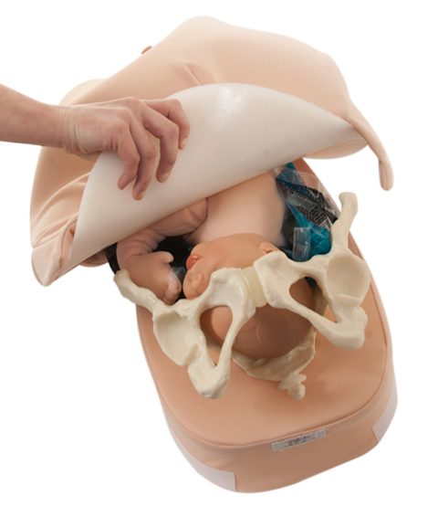 Buik Palpatie Model