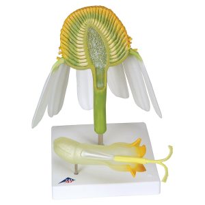 Echte Kamille Model