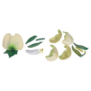 Erwt (Pisum sativum)