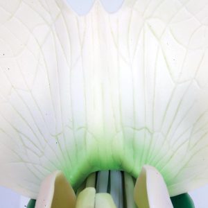 Erwt (Pisum sativum)