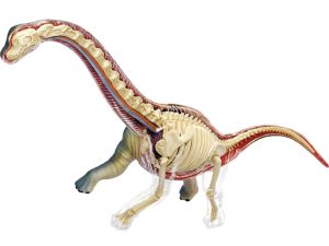 4D Vision Brachiosaurus