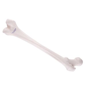 Femur Model