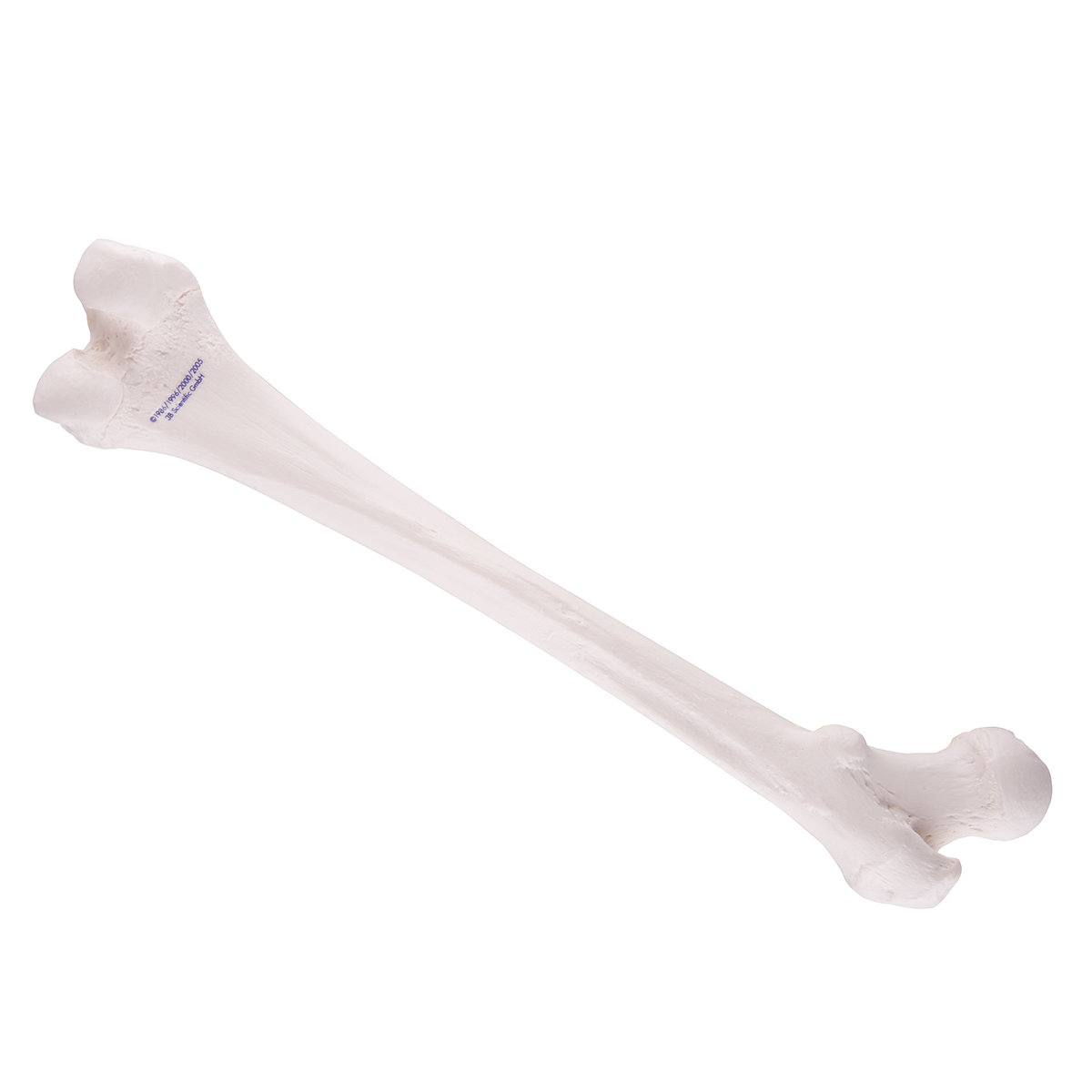 Femur Model
